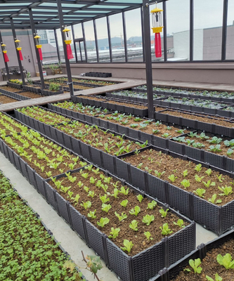 Caixas aumentadas plásticas 26CM altas impermeáveis do plantador para o peso leve das árvores de fruto