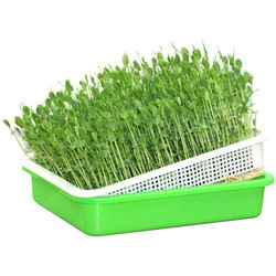 Comprimento hidropônico respirável multicolorido da bandeja 31cm da plântula reciclável